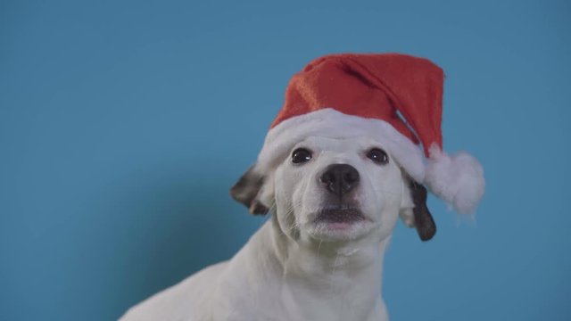 jack russell terrier dog with santa hat on turquoise background

