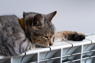 A tiger cat relaxing on a warm radiator