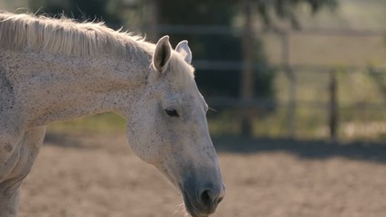 Noble white horse standing on a farm area with a hedge in Ukraine in summer