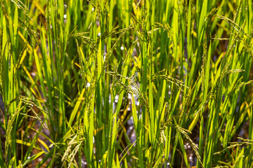 Obraz premium Close up of ripening rice in a field