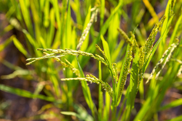 Close up of ripening rice in a field