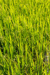 Full frame backgound of rice ripening in a paddy. Shallow depth of field