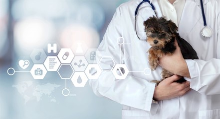 Small cute dog examined at the veterinary doctor, close-up - obrazy, fototapety, plakaty