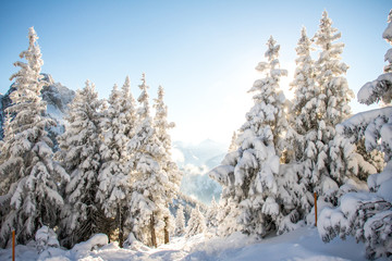 Wald und Berge zur Winterzeit, Schnee, Allgäu	