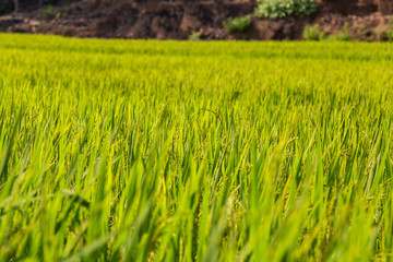 Obraz premium Green rice paddy in India. Shallow depth of field
