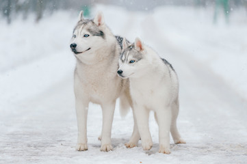 Winter portrait of lovely couple of siberian husky puppies standing on snowy road. Cute breeding male & female white dogs in love. Beautiful domestic funny pet family. Pair of playful animals friends