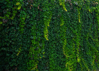 Wall with green climbing plants