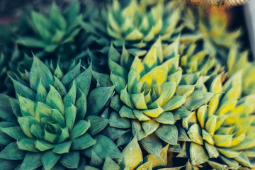 mexican typical plant summer pattern, green cactus, aloe, succulent
