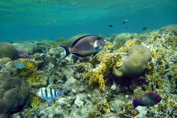 Fototapeta na wymiar underwater world of red sea