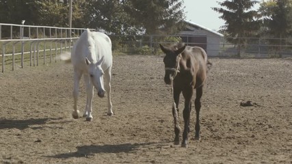 Mare and its colt grazing grass on a farm with a wooden fence in summer