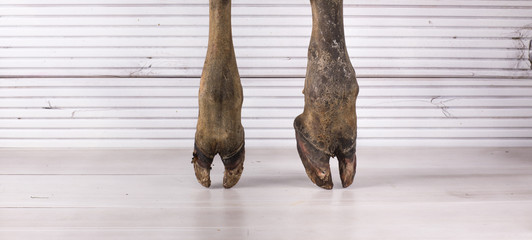 cow hooves on white background