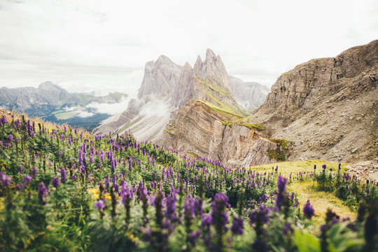 A field of purple flowers surrounded by mountains