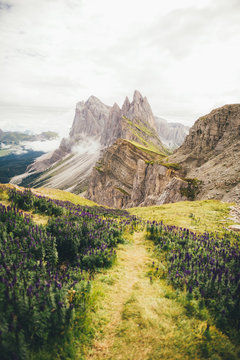 A field of purple flowers surrounded by mountains