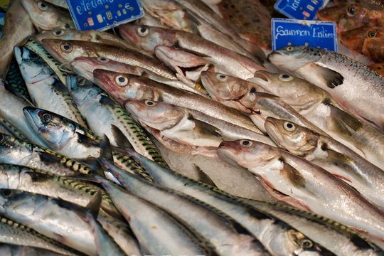 Fish market in Paris, mackerel and merlan fish on the counter, France
