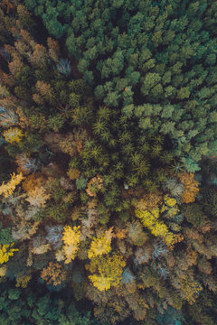 Aerial of multicolored trees