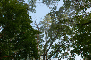 Treetops against the sky in the summer