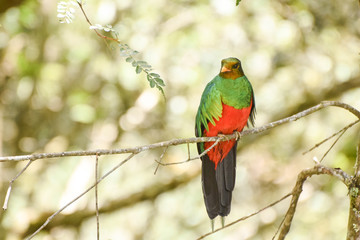 quetzal