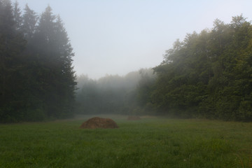 Misty morning in the woods in the summer