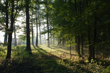 Misty morning in the woods in the summer