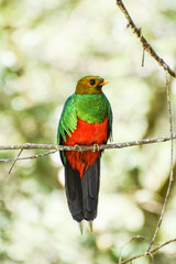 Fototapeta premium quetzal