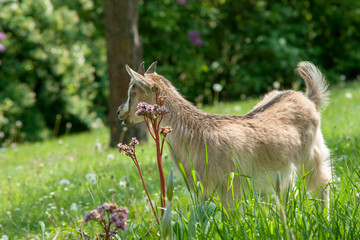 Beautiful cute goat kid on green spring grass