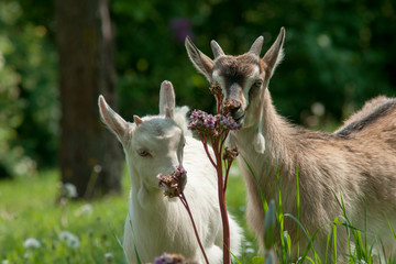 Beautiful cute goat kids on green spring grass