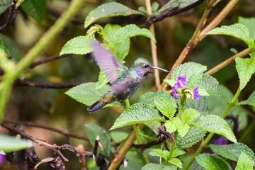 Colibrí
