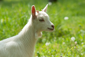  Beautiful cute goat kid on green spring grass