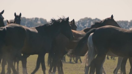 Herd of brown horses trotting in profile on green meadow in Ukraine in summer