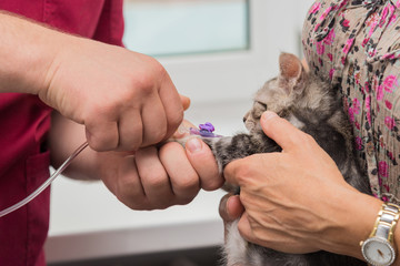 The veterinarian sets the drip catheter kitten