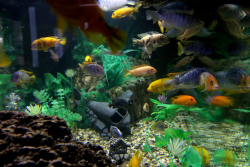 Aquarium with beautiful, bright fish