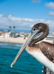 Close up portrait of Californian Pelican