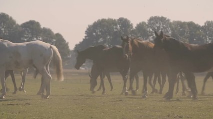 Herd of brown and white horses trotting away on green field in summer