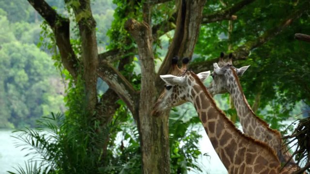 Two Giraffes in savannah