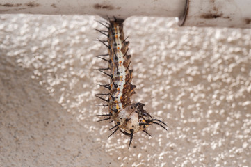 Gulf Fritillary (Agraulis vanillae) Caterpillar