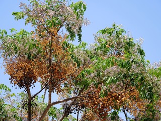 Loquat shrub blossoms on a sunny day