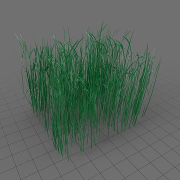 Patch of grass