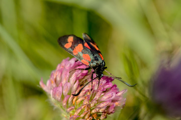 Widderchen