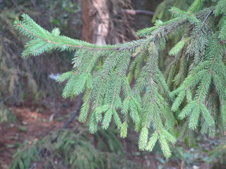 Fir tree brunches, spruce.