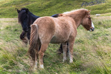 Two Iceland horses together on the grass