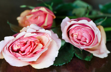 Fototapeta premium Pink Roses