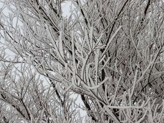 tree in winter