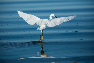 Little White Egret Flying