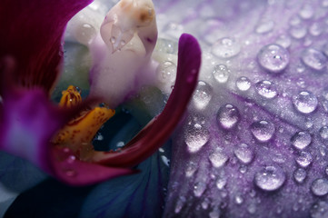 Abstract background. Super macro shot of a fragment of an orchid flower with water drops. Shallow depth of field