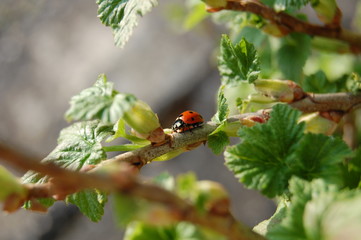 ladybird