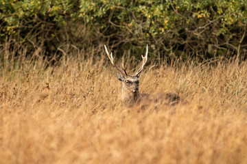 Rutting Sika Stag