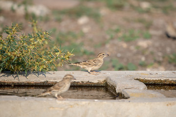 lizard on rock