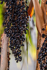 Obraz premium Fan Palm fruits. Close up