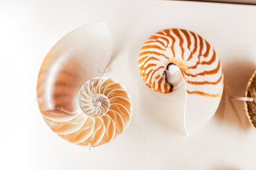 Sea Shell fossil at the exhibition