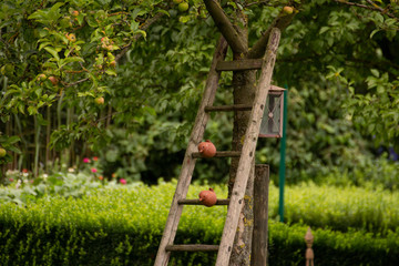 Wooden Ladder on Apple Tree
